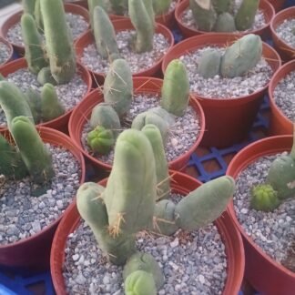 TBM 6" Pot - AKA - "Penis Cactus"