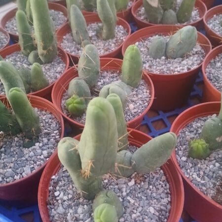 TBM 6" Pot - AKA - "Penis Cactus"