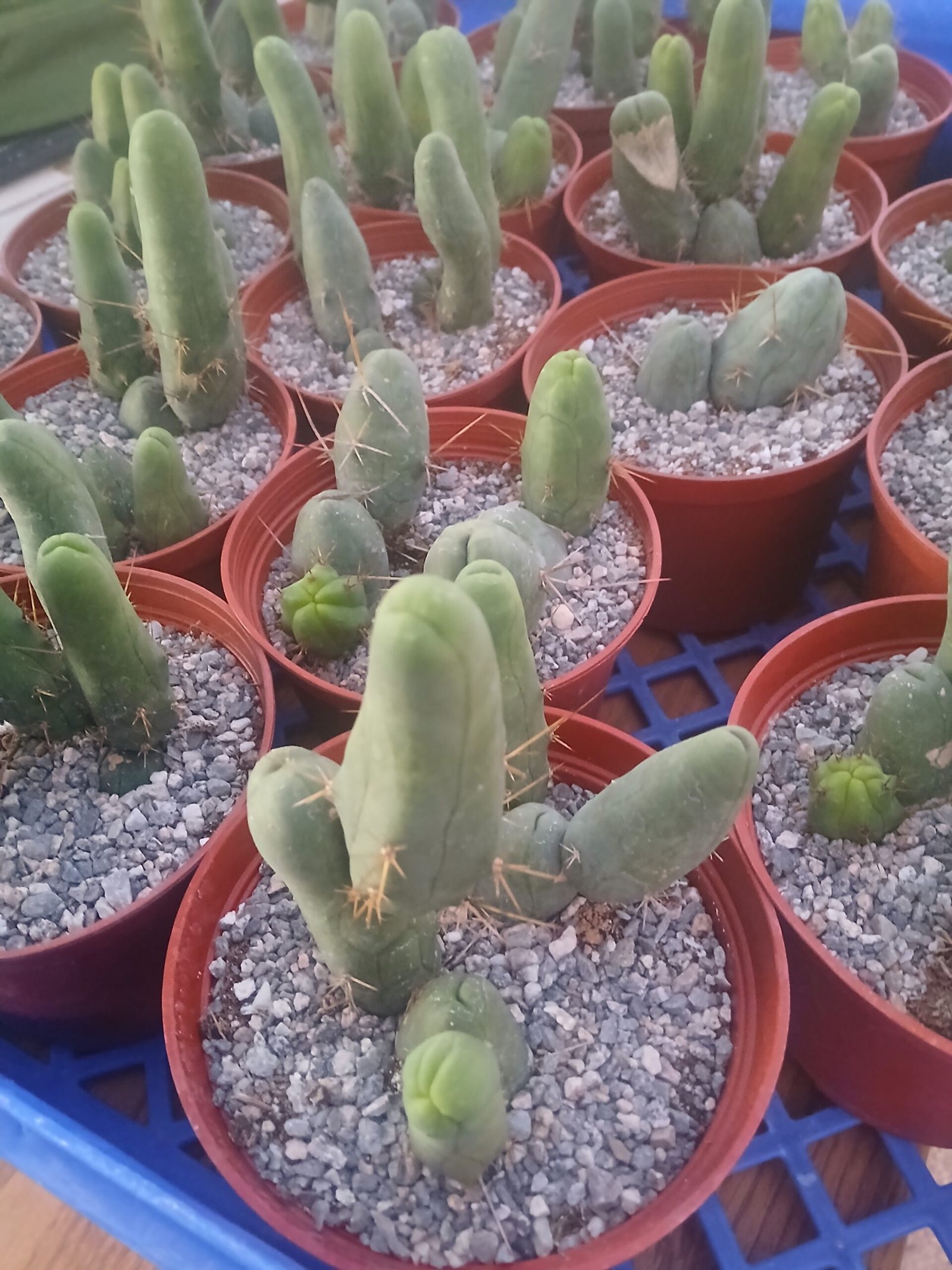 TBM 6" Pot - AKA - "Penis Cactus"