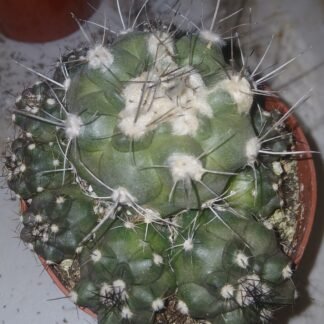 Capiapoa Humilis