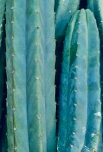San Pedro "PC" (Predominant Cultivar)
