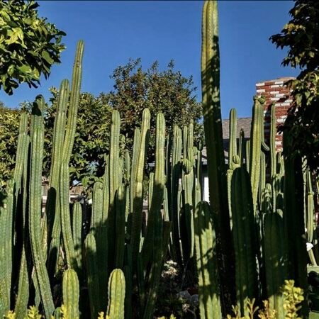 San Pedro "PC" (Predominant Cultivar)