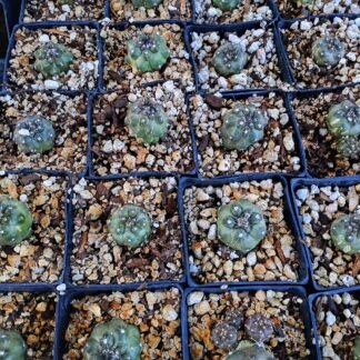 CAPIAPOA