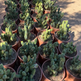 penis cactus