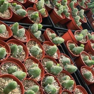 TBM 4" Pot - AKA - "Penis Cactus"