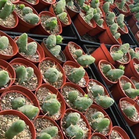 TBM 4" Pot - AKA - "Penis Cactus"