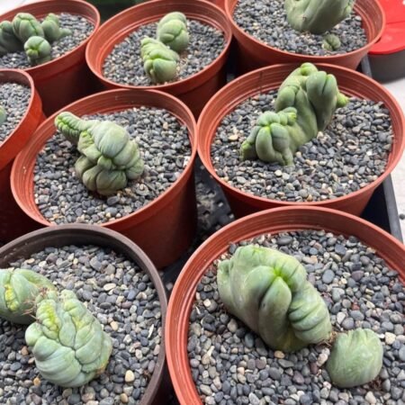 Crested TBM 6" Pot - AKA - "Penis Cactus"