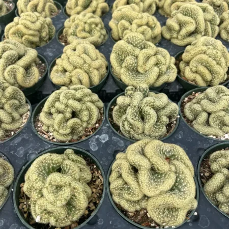 Crested Brain Cactus