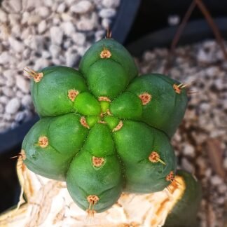 DAFQ 'AKA" NUESTRA BONITA