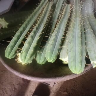 Premium bulk box bridgesii cactus cuttings ready for secure shipping