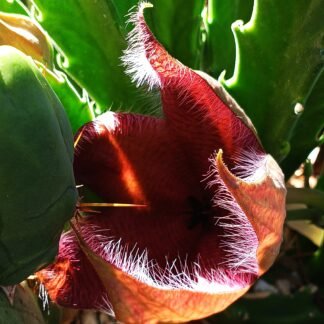 Stapelia Grandiflora - " Starfish Cactus "